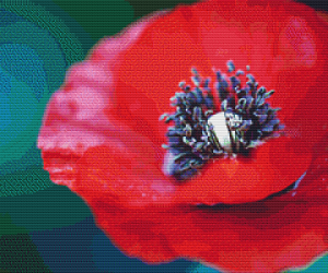 Poppy Pattern And Print