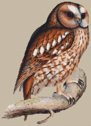 Brown Owl