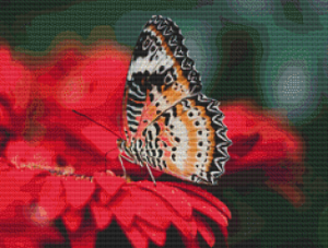 Butterfly - Pattern and Print