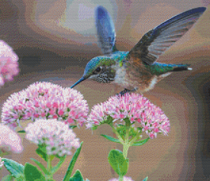 Hummingbird - Pattern and Print