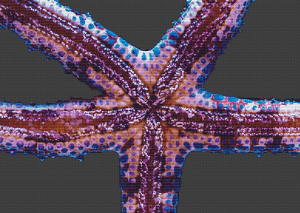 Neon Starfish