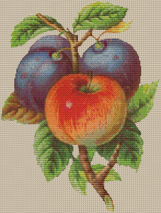 Plums and Apples