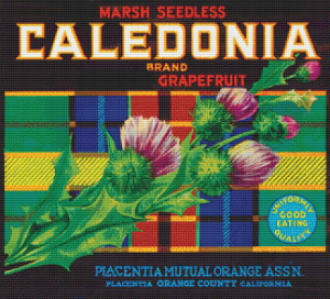 Caledonia Grapefruit Label - Pattern and Print